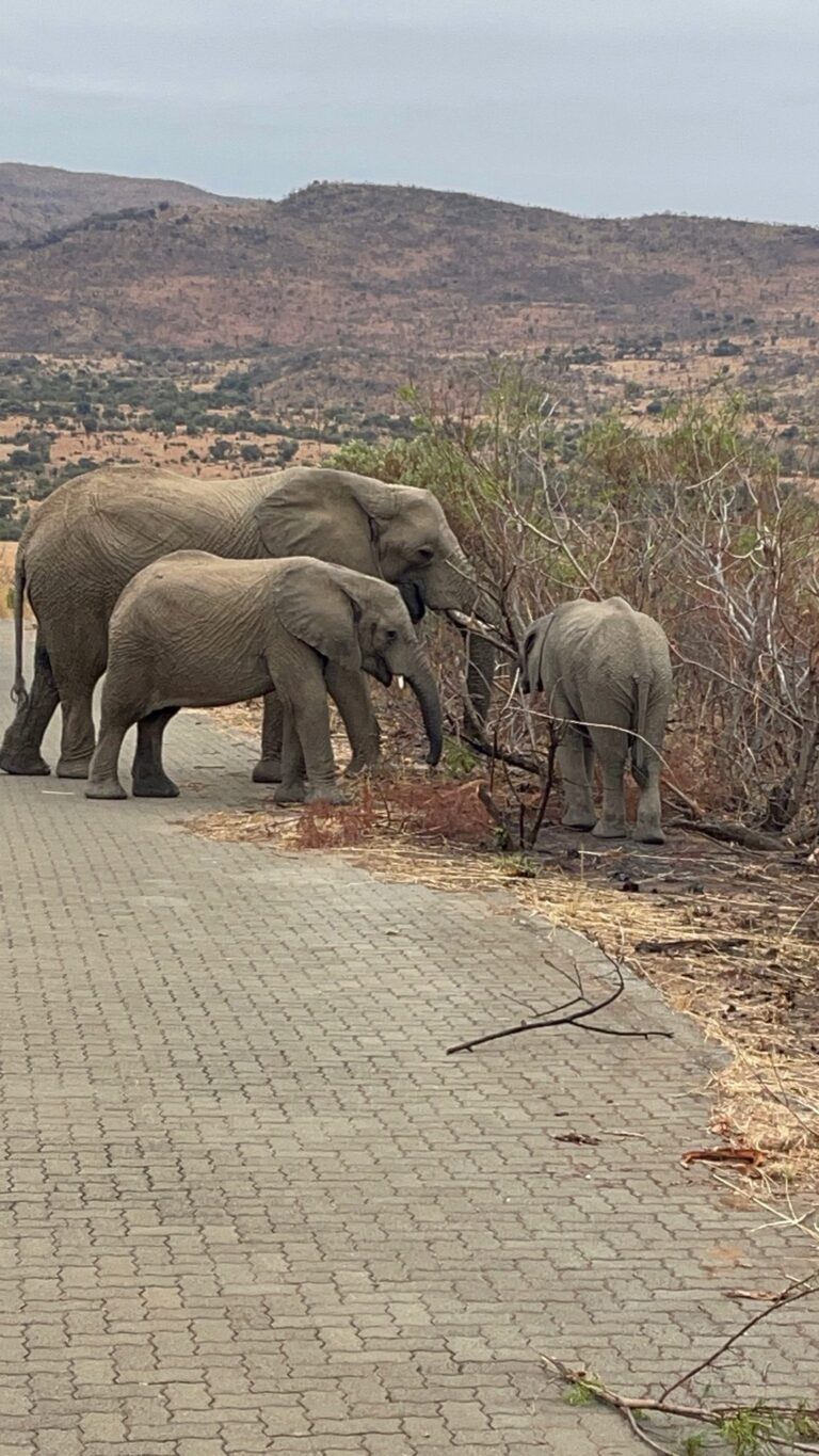 Taylored Travel group trip in South Africa — photo 14