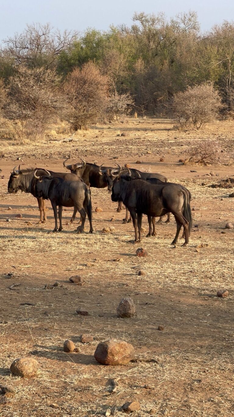 Taylored Travel group trip in South Africa — photo 16